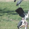  Animal Safari-9